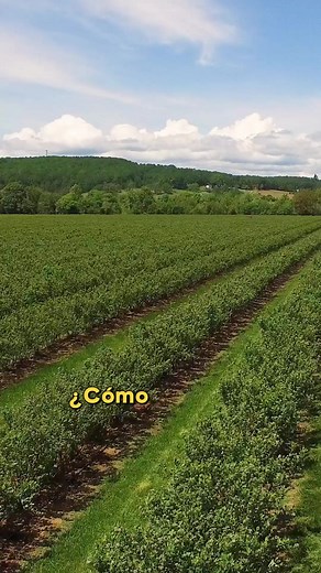 ¡Conoce la importancia de la trazabilidad para potenciar la gestión agrícola de tu empresa! 🌱🚜 La digitalización de este proceso te ayudará a facilitar el monitoreo detallado de los campos de cultivo, proporcionándote datos en tiempo real que pueden utilizarse para tomar decisiones informadas. #Agrobrain es nuestra solución digital optimizada para la gestión agrícola que puede facilitar este proceso y otros procesos involucrados en la producción agrícola. ¡Tú también súmate a la digitalización