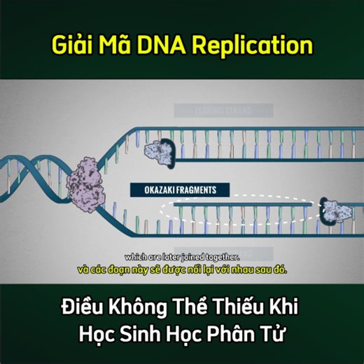 55K views · 678 reactions | Video hôm nay giúp bạn hiểu tận gốc cơ chế nhân đôi DNA – nền tảng của PCR, sequencing, cloning và hầu hết các kỹ thuật sinh học phân tử hiện đại. #SinhHocPhanTu #DNAReplication #PCR #molecularbiology #npsab #cuongnpslab | Dụng cụ thí nghiệm Sinh Học | Facebook