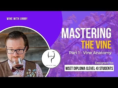 WSET Level 4 (WSET Diploma) Wine - Mastering Wine Production | The Vine Part 1: Vine Anatomy