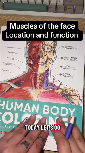 Quick overview of the muscles of the face location and function. #anatomyandphysiology #learnontiktok #facial #muscle #coloring