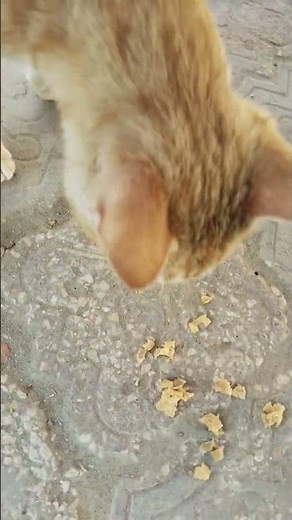 chicken chicks l cat #cat #cats #catshorts #catvideos #cute #cutecat #funny #funnyshorts #kitten