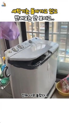 The washing machine is running, but the cat is nowhere to be seen...
