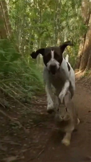 Pointer dogs are best for Hunting, English pointers. #puppy #doglife #pointerdog #tranding #shorts