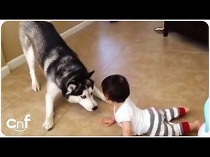 Husky Plays With Baby | Puppy Playtime