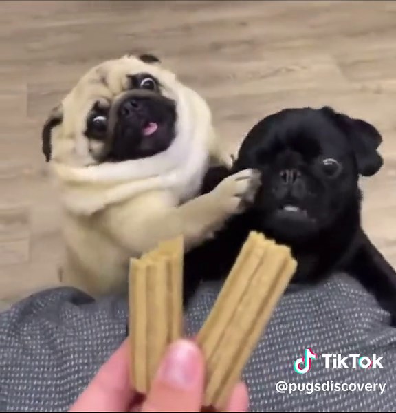 Epic battle 😎👍 #pugs #pugpuppy #babypug #pugstuff Credit: 🎥 ➡️ Pug & More Pugs - Tom Cote