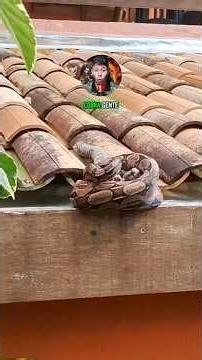 Boa constrictor attacked marmoset 🐍