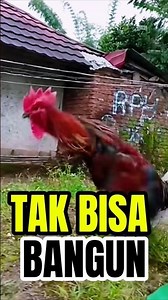 "PART - 32‼️Lucu Ayam Pelung Ini Jatuh Tak Bisa Bangun, PENYEBAB nya Ini"