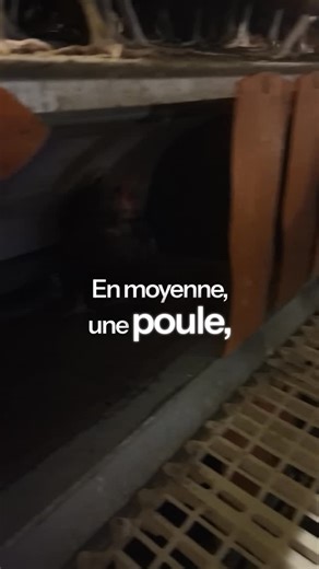 Arthur Flick on Instagram: "Une poule ne pond pas “par hasard”. En moyenne, une poule pond presque un œuf par jour. Mais pour que ça fonctionne, rien n’est laissé au hasard. 👉 température maîtrisée 👉 exposition lumineuse adaptée 👉 accès permanent à l’aliment 👉 eau de boisson propre et en quantité Si une seule de ces variables n’est pas bonne, la production chute. Et quand on travaille avec 15 000 poules, la moindre dérive a un impact direct sur la rentabilité et la pérennité de l’entreprise.