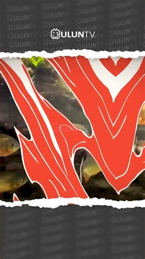 piranha vs snake #uluntv #animal #shorts #shortvideo #wildlife #animalfight