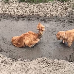 29M views · 354K shares | This is Cooper. He absolutely loves mud  | UNILAD | Facebook