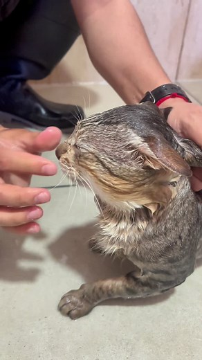 Dwarf Cat Facts: Are Dwarf Cats the Smartest Cats?