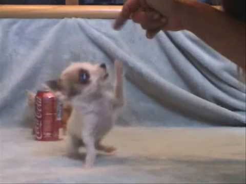 worlds smallest dog at 3 1/2 in's