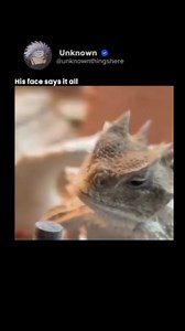 Sometimes when animals and reptiles react to their food, nature turns into the funniest show on earth. The way a lizard tilts its head before snapping, how a monkey makes faces while chewing, or how a cat dramatically refuses a bite—all these tiny moments remind us that every creature has its own personality. These reactions might look small, but they’re full of expressions, surprises, and pure entertainment. Watching them enjoy, reject, or play with their food makes us realize that nature has i