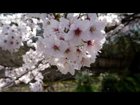 春の哲学の道散策