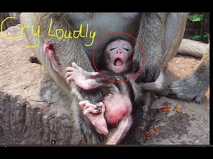 Ah! Bad newborn's mommy bite her baby monkey, Why mommy bite it like this? It cries so hurt