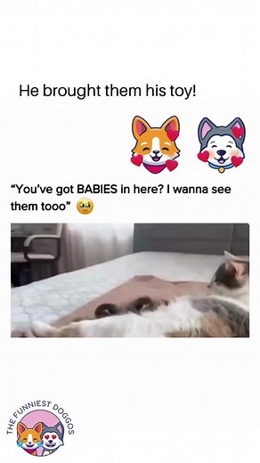 So adorable #dramaticdogg #dramaticdogsoftiktok #sillydoggo #dramaticdog #funnyanimalvideos #funnydogvideoss #toofunnynottopost #Dogsfunny #doggycomedy #comedyvideo #funnydogstiktok #thefunniestdoggos