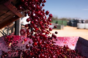 Završena berba maraške u Maraskinom višnjiku! Unatoč visokim temperaturama, urod na razini prošlogodišnjeg