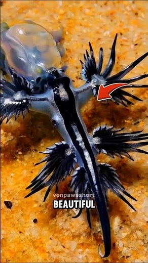 Blue Dragon Sea Slug 😱 Tiny Ocean Creature That Eats Venomous Jellyfish! |#animalfacts #shorts