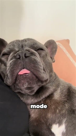 🐶😤 French Bulldogs: Snort-Powered Loafs of Chaos. 🛋️💥 #FrenchBulldogEnergy