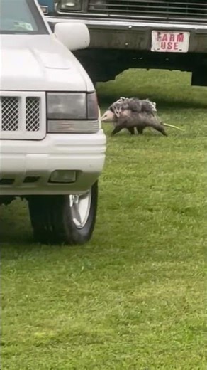 Momma Possum’s Rainy Day Rescue 🐾 | Backyard Wildlife Surprise! #backyardfarming
