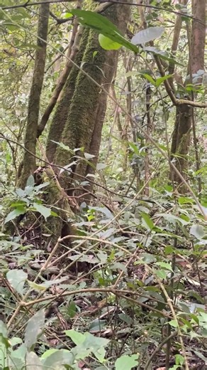 3.9K views · 39 reactions | Chimps achieve this speed by running on all four limbs, often called a knuckle-walk or a hand-assisted gallop | Onyiko Denis | Facebook