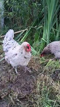 Happy 7th Birthday Dottie #chicken #chickenlover #chickenshorts #heirloomchickenbreed #hen
