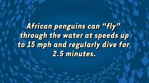 1.6K views · 66 reactions | Berkeley Breathed's Opus the Penguin wished for wings that work. All he had to do was jump in the water! | Mystic Aquarium | Facebook