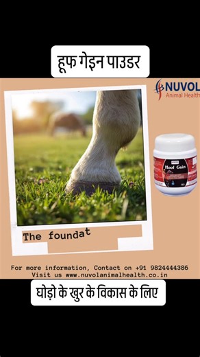 Nuvol AnimalHealth on Instagram: "Horse Hoof Supplement for Recovery in Cracked Hoof and Laminitis, Also for Hoof Growth and Development, Soft and Shiny Coat Pack Size: 600 g Daily Dose: 45 - 60 g For more information, Contact on +91 9824444386 #laminitis #horsesupplements #hoofgain #equinesupplements #nuvolanimalhealth"