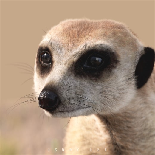 Meerkat 3D Model (Timon-inspired) | Cycles Render, Jerry Lee