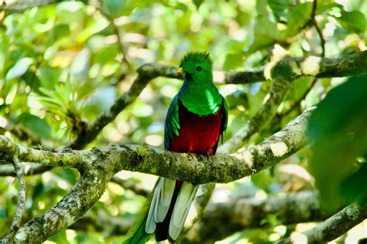 The mythical quetzal: A bird steeped in history and mystery