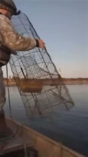 Catching catfish in nets #countrymusic #viral #fishing #catfish #shorts #fish