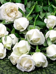 Colorful Roses | Roses