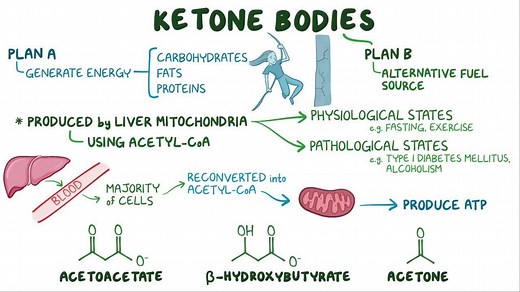 Video: Ketone body metabolism - Video Explanation! | Osmosis | Osmosis