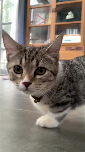 มาชิ แมวขาสั้น บน TikTok