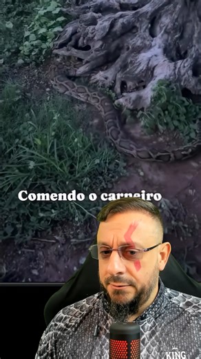 Henrique Abrahão Charles on Instagram: "Python molurus bivittatus tentando predar um carneiro 🐍⚠️ Espécie invasora nos EUA."