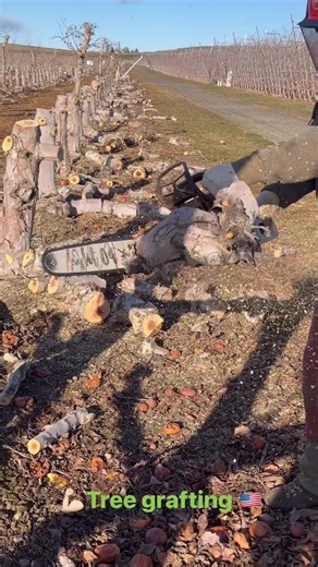 Mastering Grafting Techniques for Woodworking