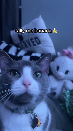Tally Me Banana Pt. 2 featuring Brushie