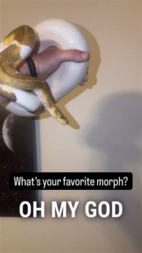 What your favorite ball python morph?#ballpython #snake #reptile #reptiles