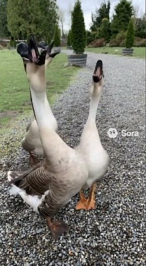 Geese Laugh So Hard They Take Off 🪿🤣