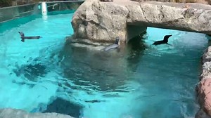 7.2K views · 375 reactions | In total, the Zoo has had 113 successful African penguin hatchings, including Petrie, Bonkers and Ziggy who were hatched last year and love to swim. Today is World Penguin Day; learn all about them with special content all day including a live ZOOM webinar with Keeper Kevin Blakely at 10 a.m. https://senecaparkzoo.org/event/penguin-day-2020/ | Seneca Park Zoo | Facebook