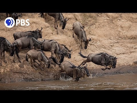 Season 41 Coming Soon to NATURE