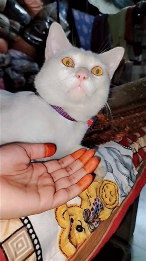 #cat #turkishcat #facts #trend #viral #cute #turkishworld #funny #pets #viralvideo #catworld #mycat