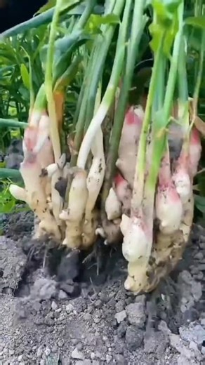 Planting Ginger plants results in Tutorial #agriculture #farming #shorts