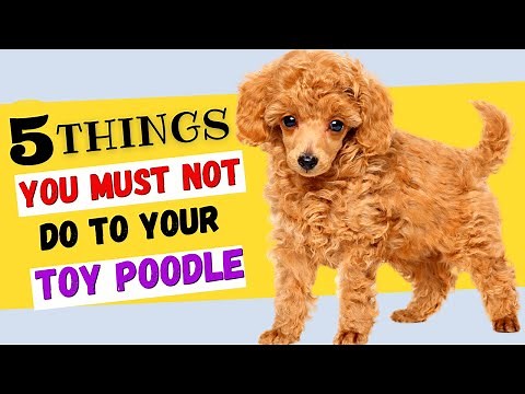 5 Things You Must NOT Do To Your Toy Poodle / All Toy Poodle Owners Must Watch!