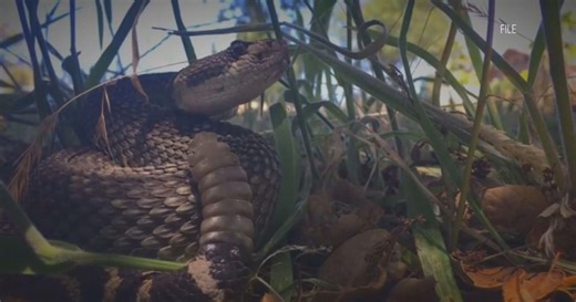 CSU's vet teaching hospital shares tips on what to do if your dog is bitten by a snake
