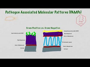 Recognition Of Pathogens By The Innate Immune Response