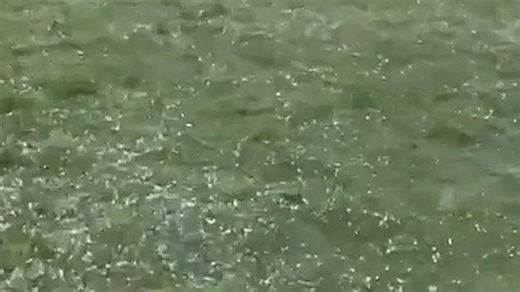 Hail peppers ground in Leander, TX