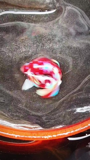 Betta Fish Breeding Journey: Progress Updates