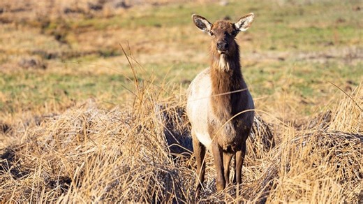 Older resident hunters have a new opportunity in Montana