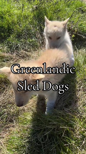 This breed of dog is illegal in the US! #sleddogs #greenland #travel #solotravel